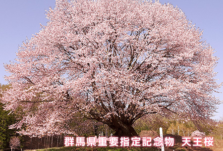 群馬県 重要天然記念物 天王桜